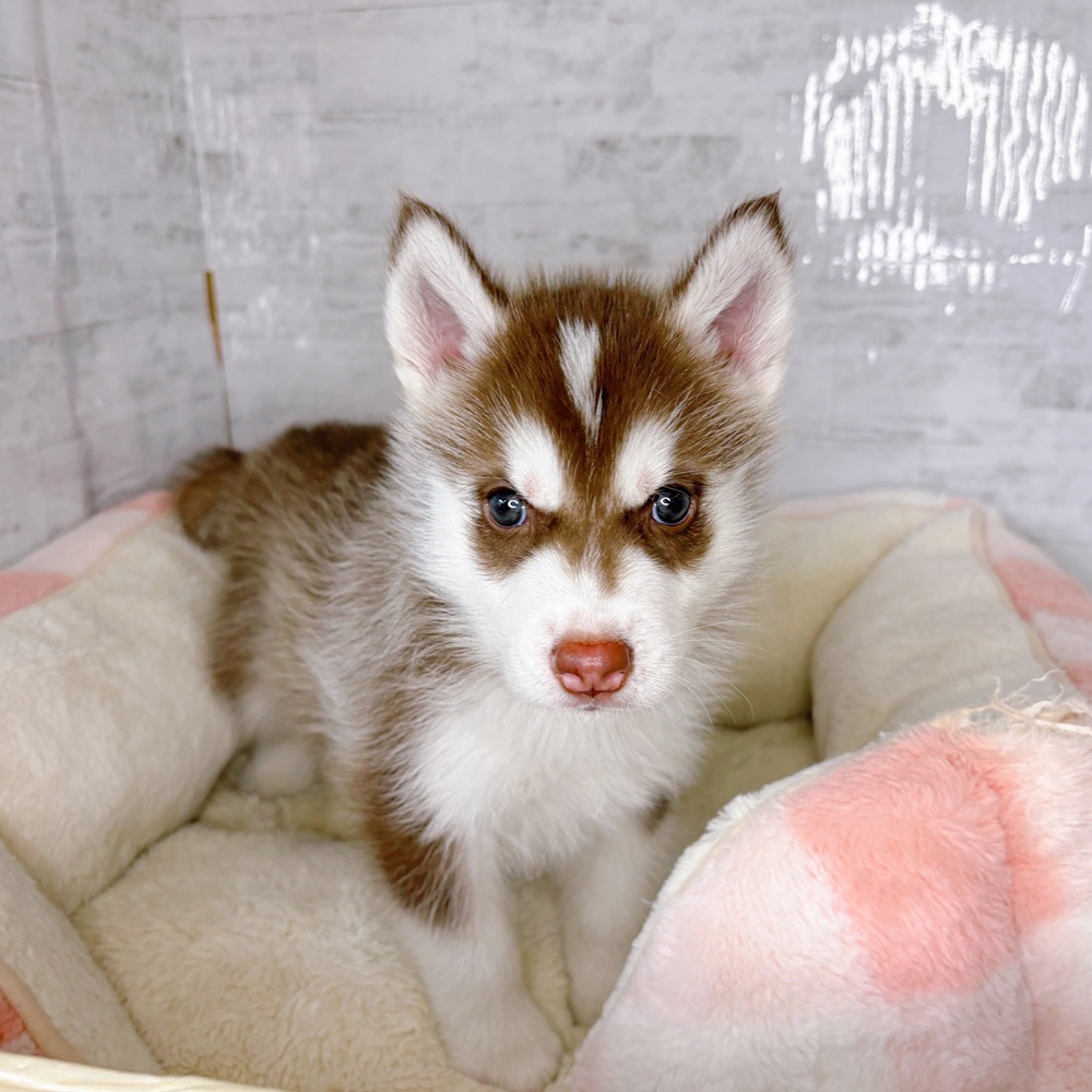 長野県のシベリアンハスキー (犬の家＆猫の里塩尻店/2025年8月26日生まれ/男の子/チョコレートホワイト)の子犬の1枚目の画像