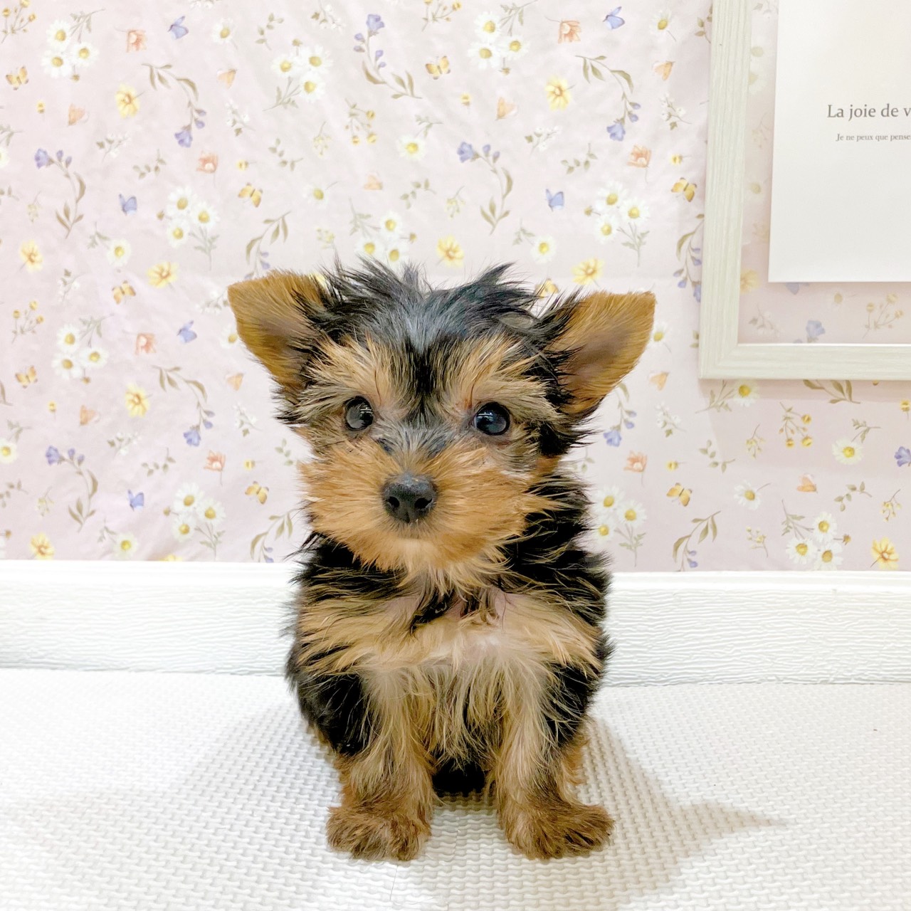 石川県のヨークシャーテリア (犬の家＆猫の里金沢店/2025年8月25日生まれ/女の子/スチールブルータン)の子犬の3枚目の画像