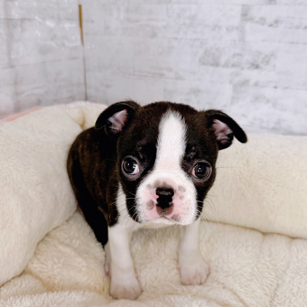 長野県のボストンテリア (犬の家＆猫の里塩尻店/2025年8月24日生まれ/男の子/ボストンカラー)の子犬の3枚目の画像