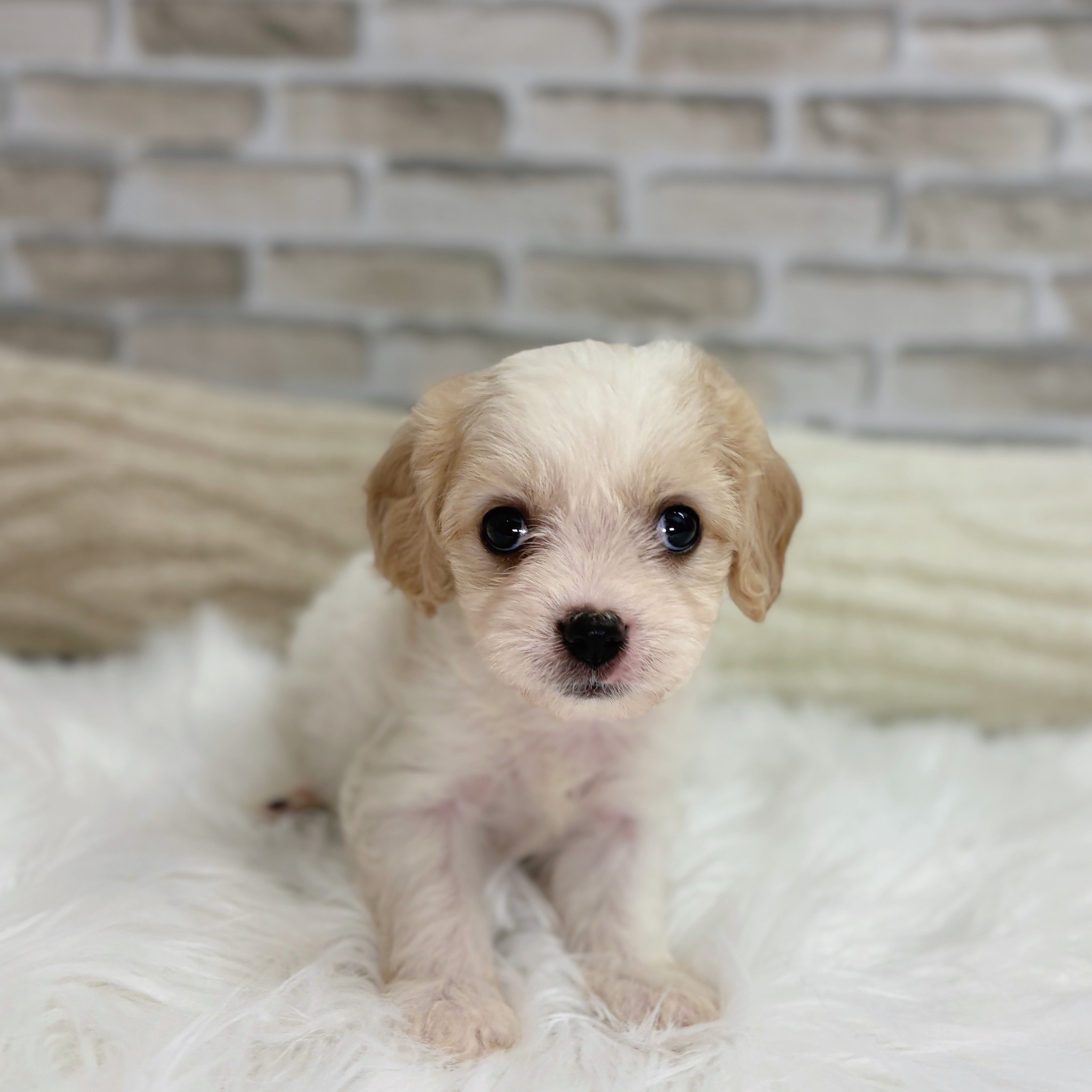 神奈川県のハーフ犬・ミックス犬 (犬の家&猫の里モザイクモール港北店/2025年8月22日生まれ/女の子/ブレンハイム)の子犬の1枚目の画像