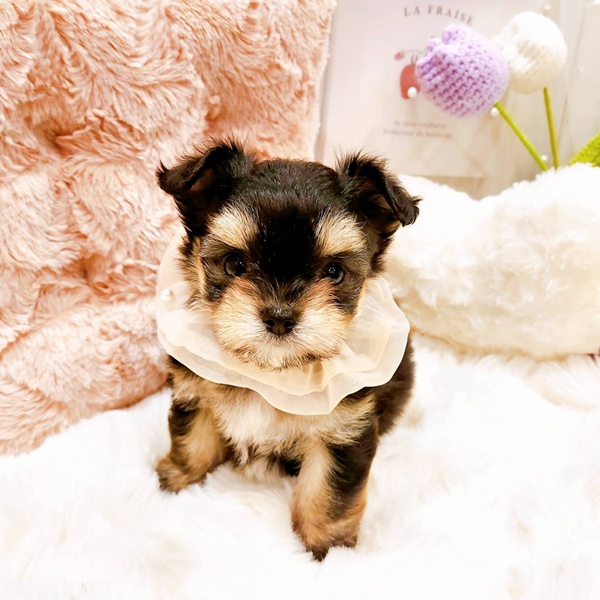 福井県のチワマル/マルチワ(チワワ×マルチーズ) (犬の家＆猫の里福井店/2025年8月24日生まれ/女の子/ブラックタン)の子犬の1枚目の画像