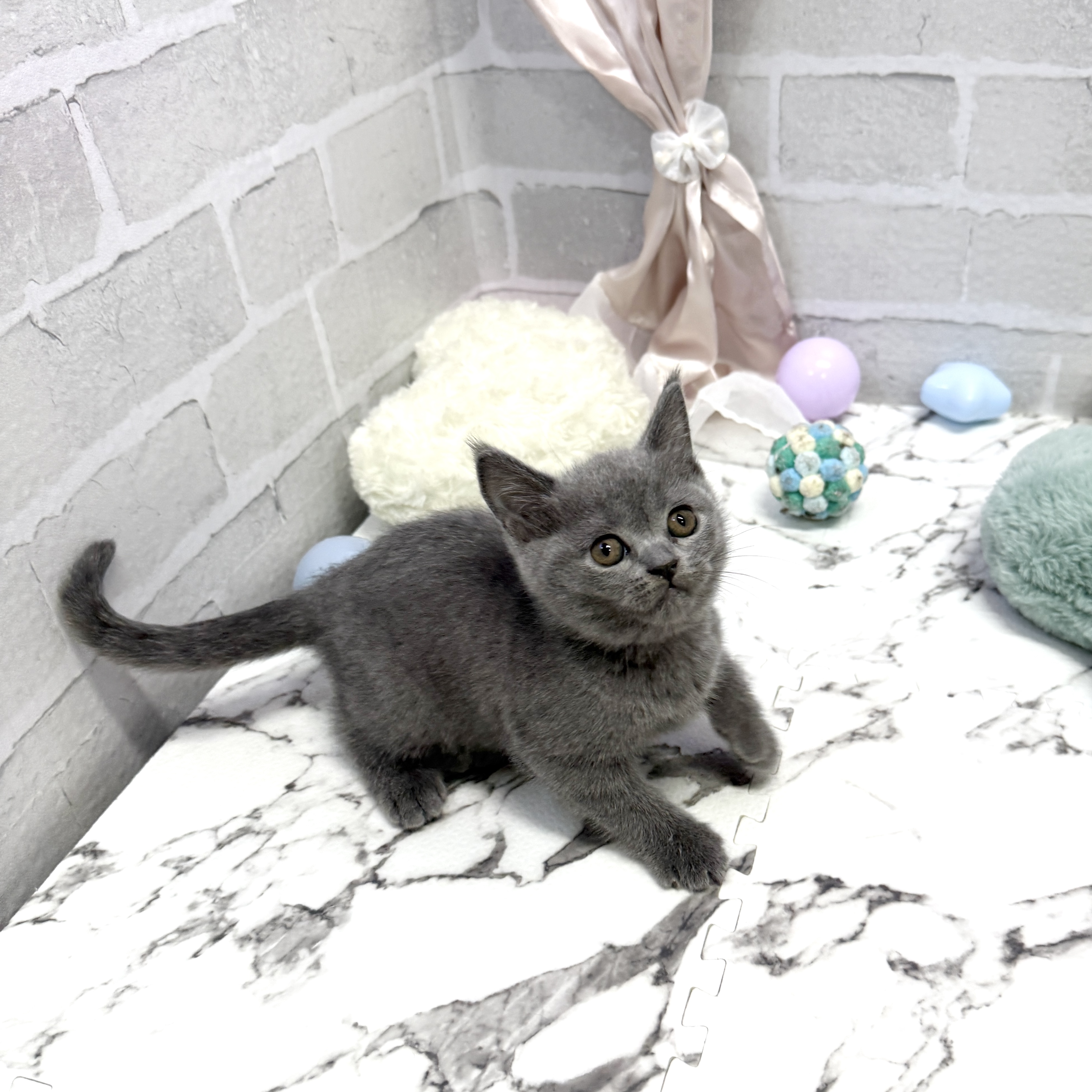 愛知県のブリティッシュショートヘアー (犬の家＆猫の里岡崎店/2025年8月26日生まれ/女の子/ブルー)の子猫の3枚目の画像