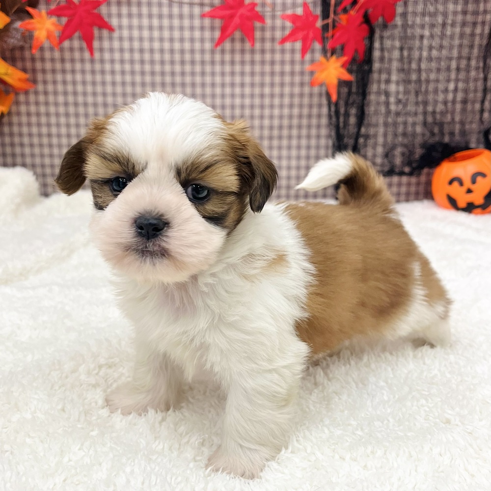 愛知県のシーズー (犬の家＆猫の里エアポートウォーク店/2025年8月25日生まれ/男の子/ゴールドホワイト)の子犬の3枚目の画像