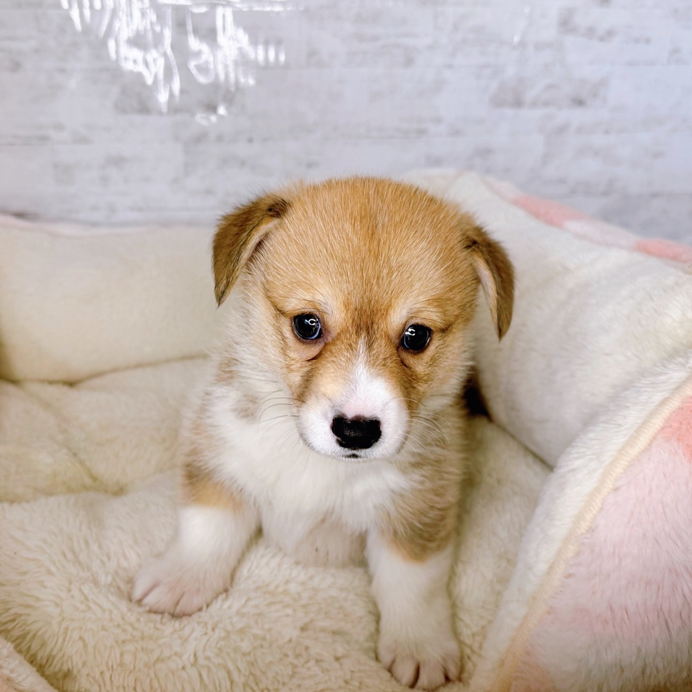 長野県のウェルシュコーギーペンブローク (犬の家＆猫の里塩尻店/2025年8月24日生まれ/女の子/レッドホワイト)の子犬の3枚目の画像