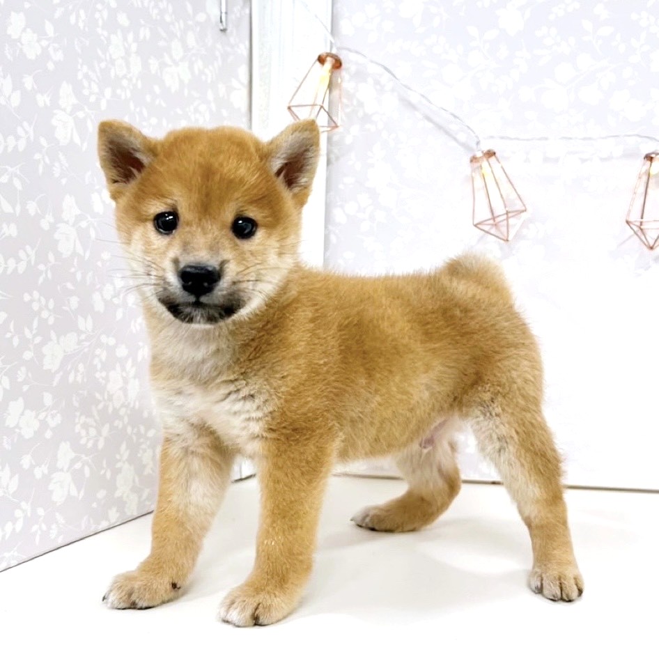 富山県の柴犬(標準サイズ) (犬の家＆猫の里アミーゴ高岡蓮花寺店/2025年8月26日生まれ/男の子/赤)の子犬の3枚目の画像