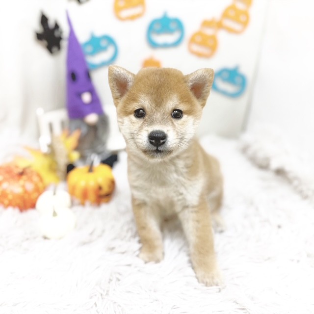 静岡県の柴犬(標準サイズ) (犬の家＆猫の里藤枝店/2025年8月26日生まれ/女の子/赤)の子犬の1枚目の画像