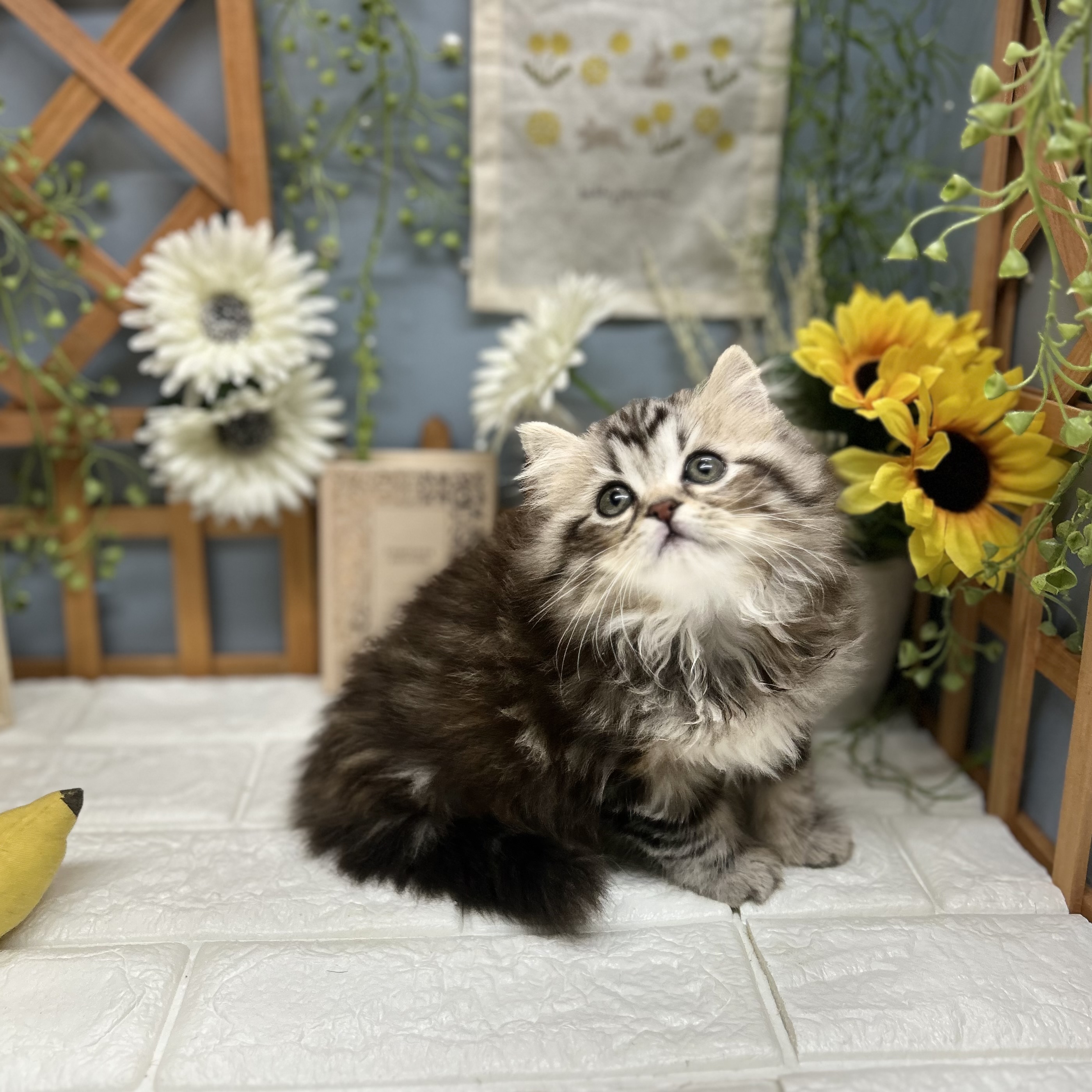 千葉県のマンチカン (犬の家＆猫の里ワンズモール稲毛店/2025年8月23日生まれ/女の子/シルバーパッチドタビー)の子猫の1枚目の画像