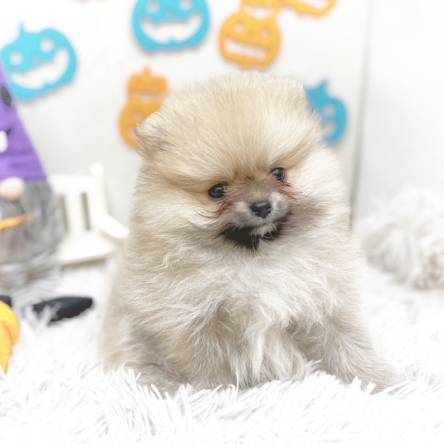 静岡県のポメラニアン (犬の家＆猫の里藤枝店/2025年8月25日生まれ/女の子/オレンジ)の子犬の3枚目の画像