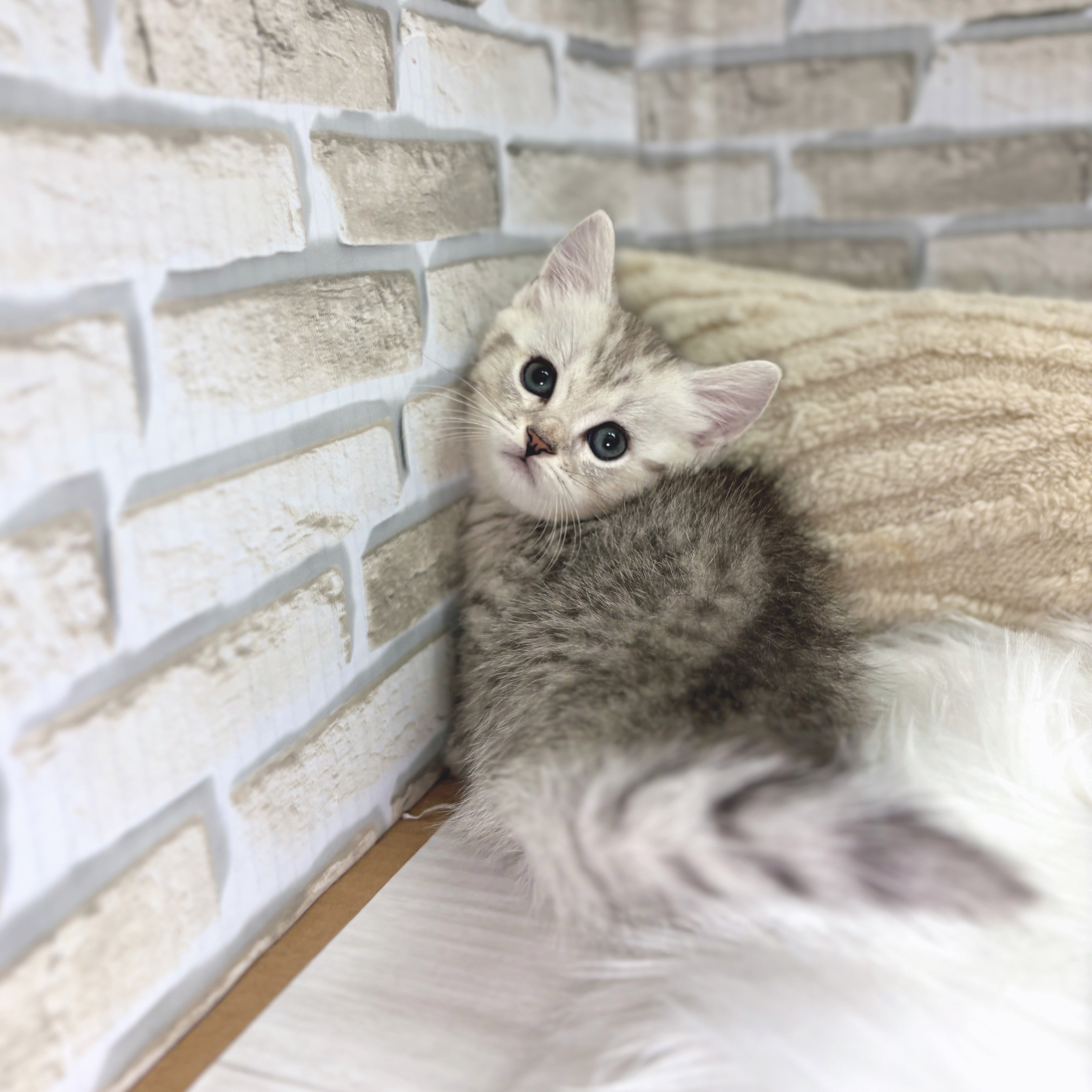 神奈川県のマンチカン (犬の家&猫の里モザイクモール港北店/2025年8月26日生まれ/男の子/シルバータビー)の子猫の3枚目の画像