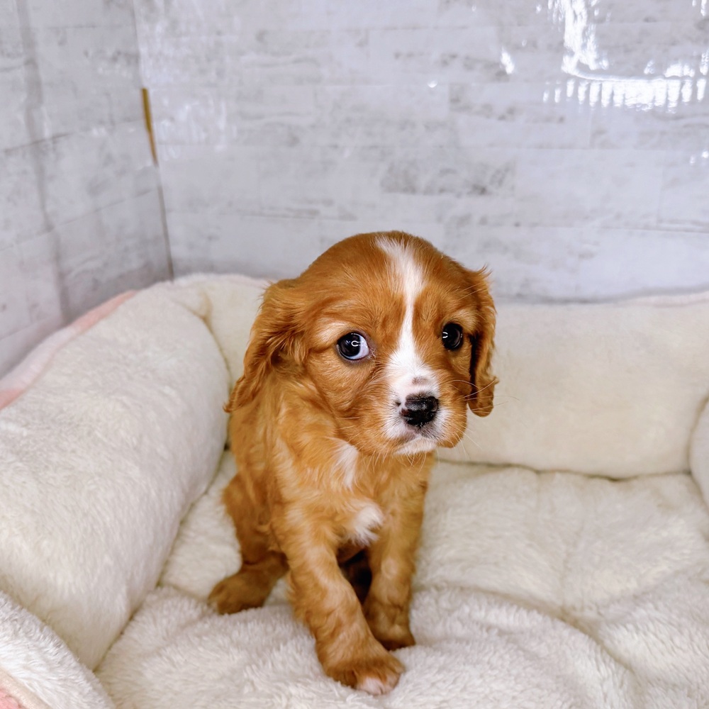 千葉県のキャバリアキングチャールズスパニエル (犬の家＆猫の里ワンズモール稲毛店/2025年8月26日生まれ/女の子/ルビーホワイト)の子犬の3枚目の画像