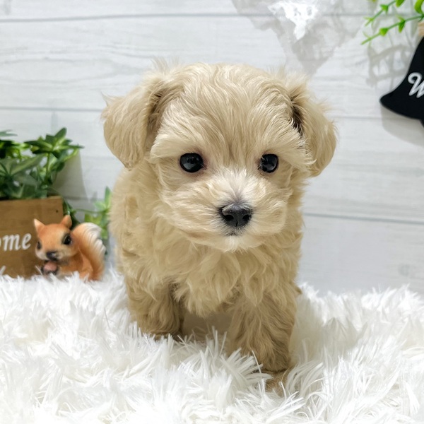 愛知県のマルプー(マルチーズ×プードル) (犬の家＆猫の里豊田店/2025年8月25日生まれ/男の子/クリーム)の子犬の3枚目の画像