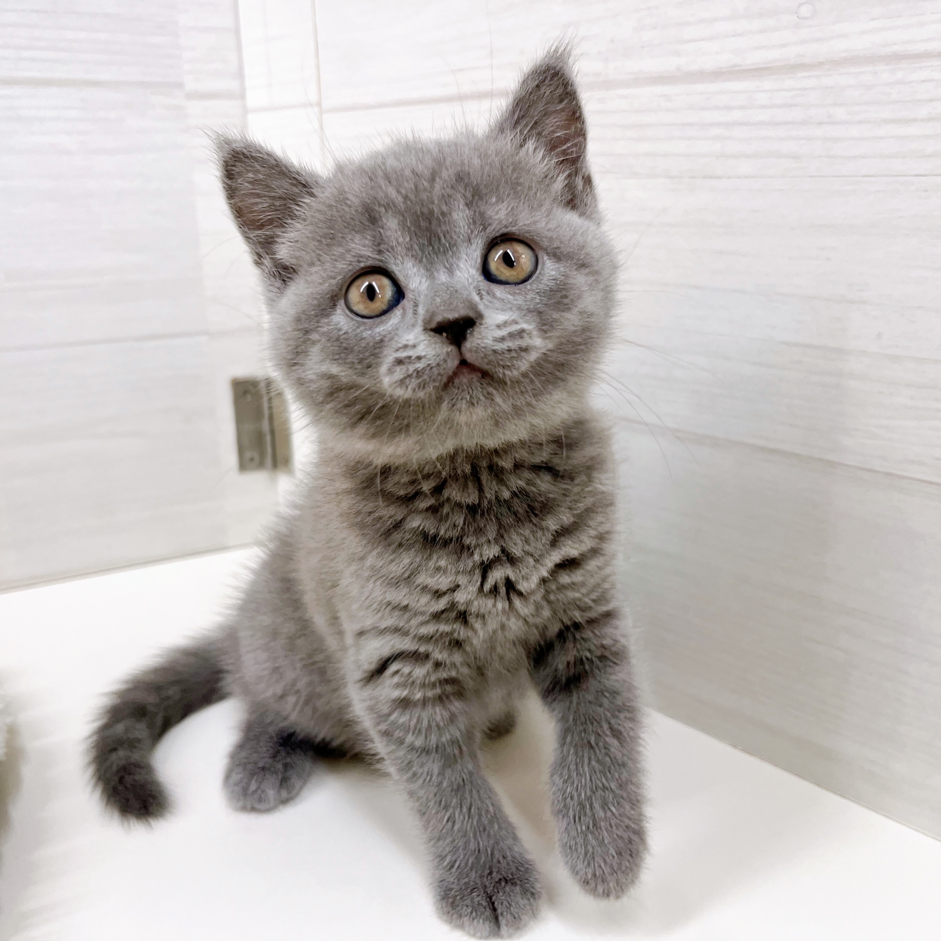 石川県のブリティッシュショートヘアー (犬の家＆猫の里アミーゴ金沢おこばた店/2025年8月20日生まれ/女の子/ブルー)の子猫の3枚目の画像