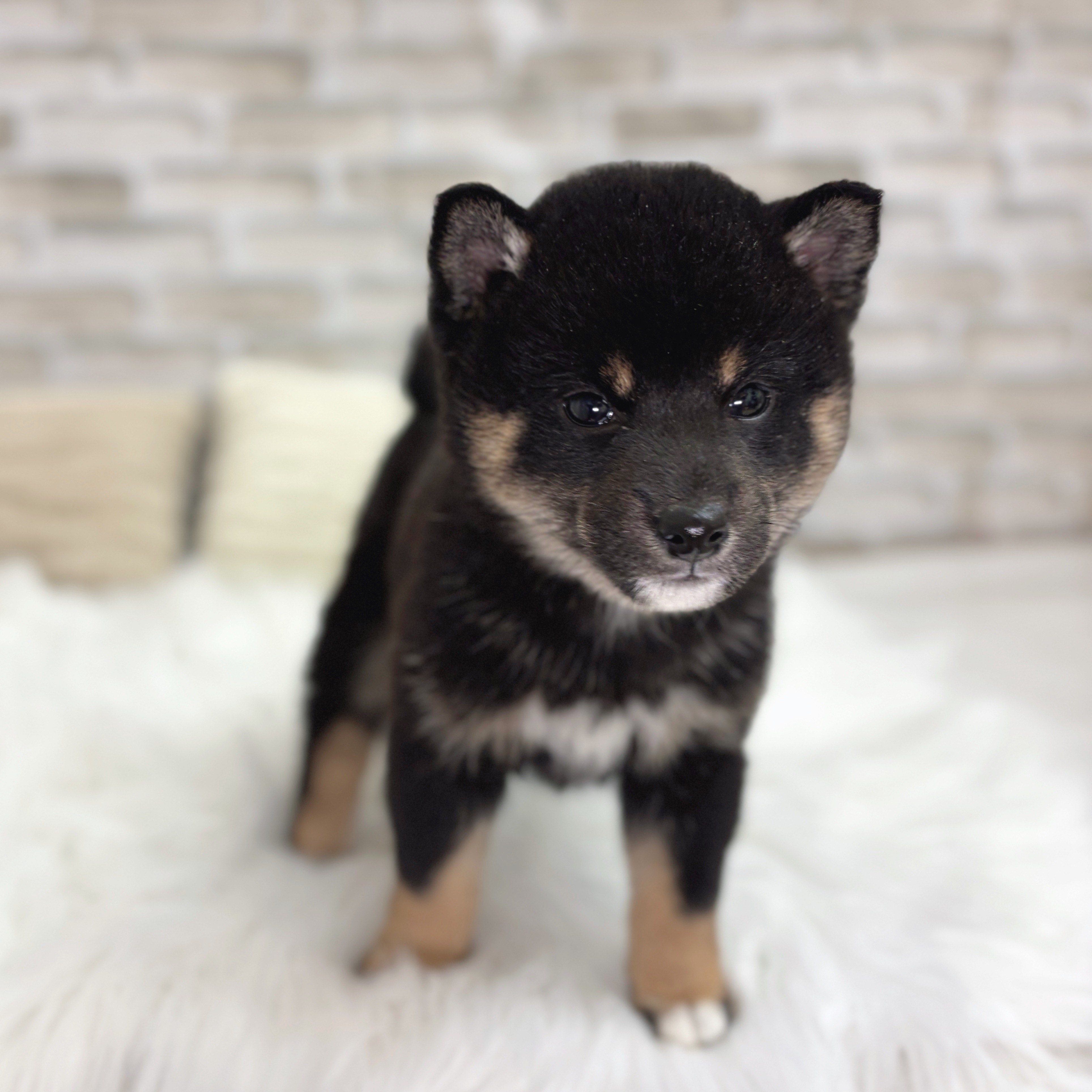 神奈川県の豆柴 (犬の家&猫の里モザイクモール港北店/2025年8月24日生まれ/女の子/黒)の子犬の3枚目の画像