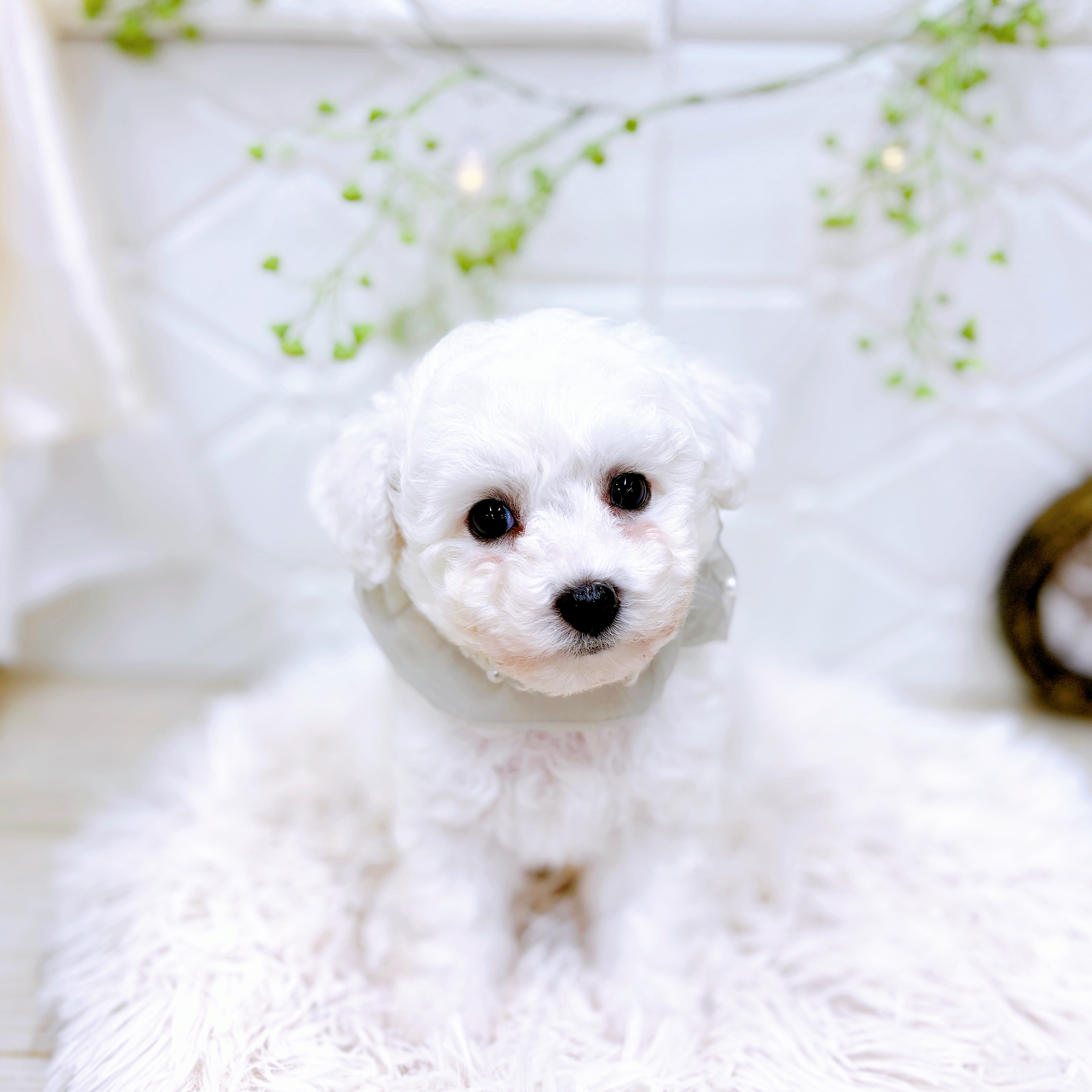 福井県のビションフリーゼ (犬の家＆猫の里アミーゴ福井店/2025年8月24日生まれ/男の子/ホワイト)の子犬の3枚目の画像