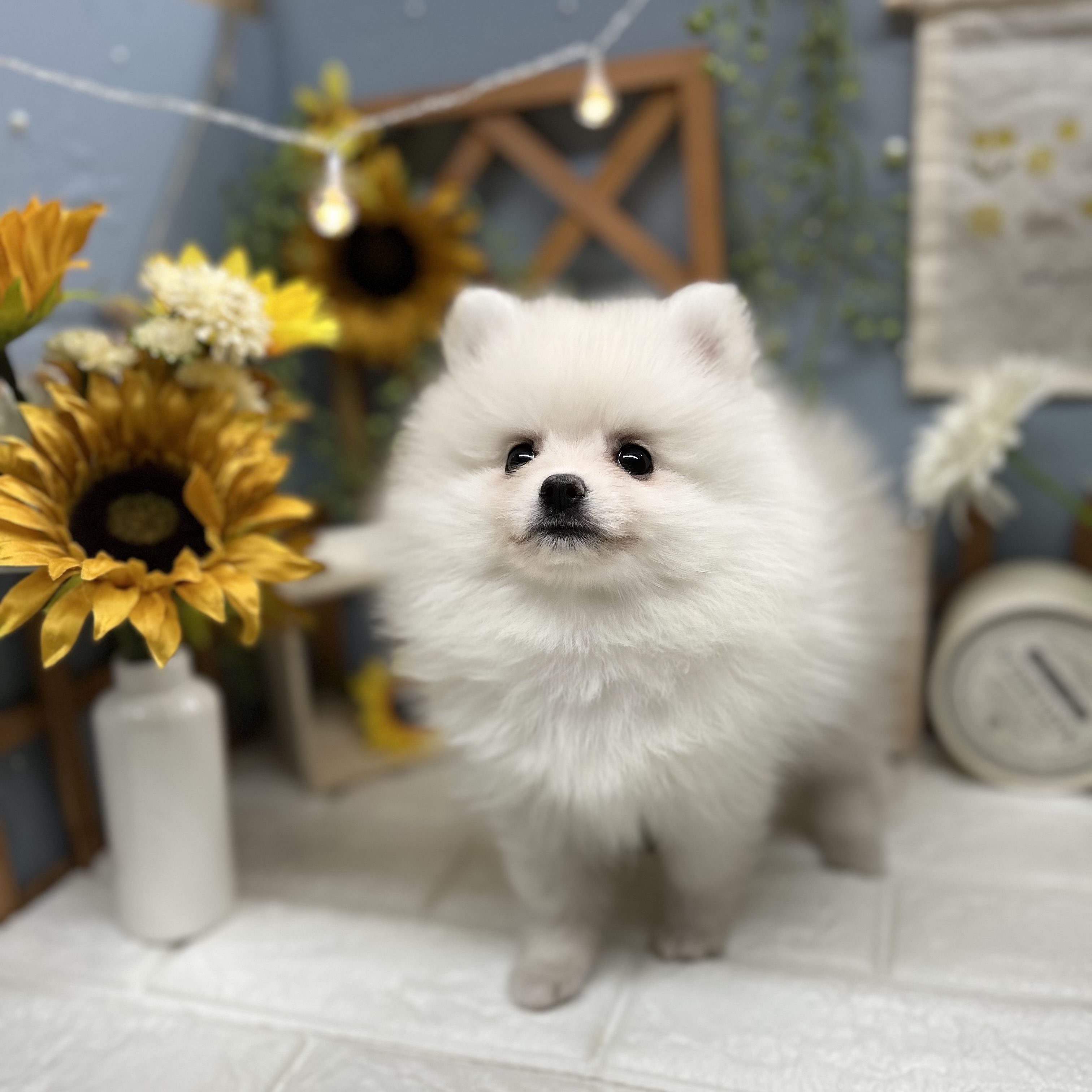 千葉県のポメラニアン (犬の家＆猫の里ワンズモール稲毛店/2025年8月22日生まれ/男の子/クリーム)の子犬の3枚目の画像