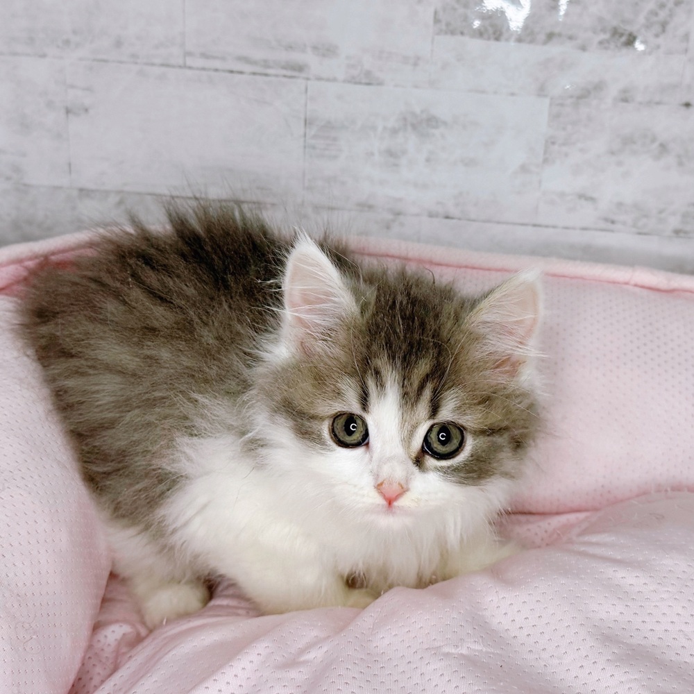 長野県のマンチカン (犬の家＆猫の里塩尻店/2025年8月24日生まれ/女の子/ブルータビーホワイト)の子猫の3枚目の画像