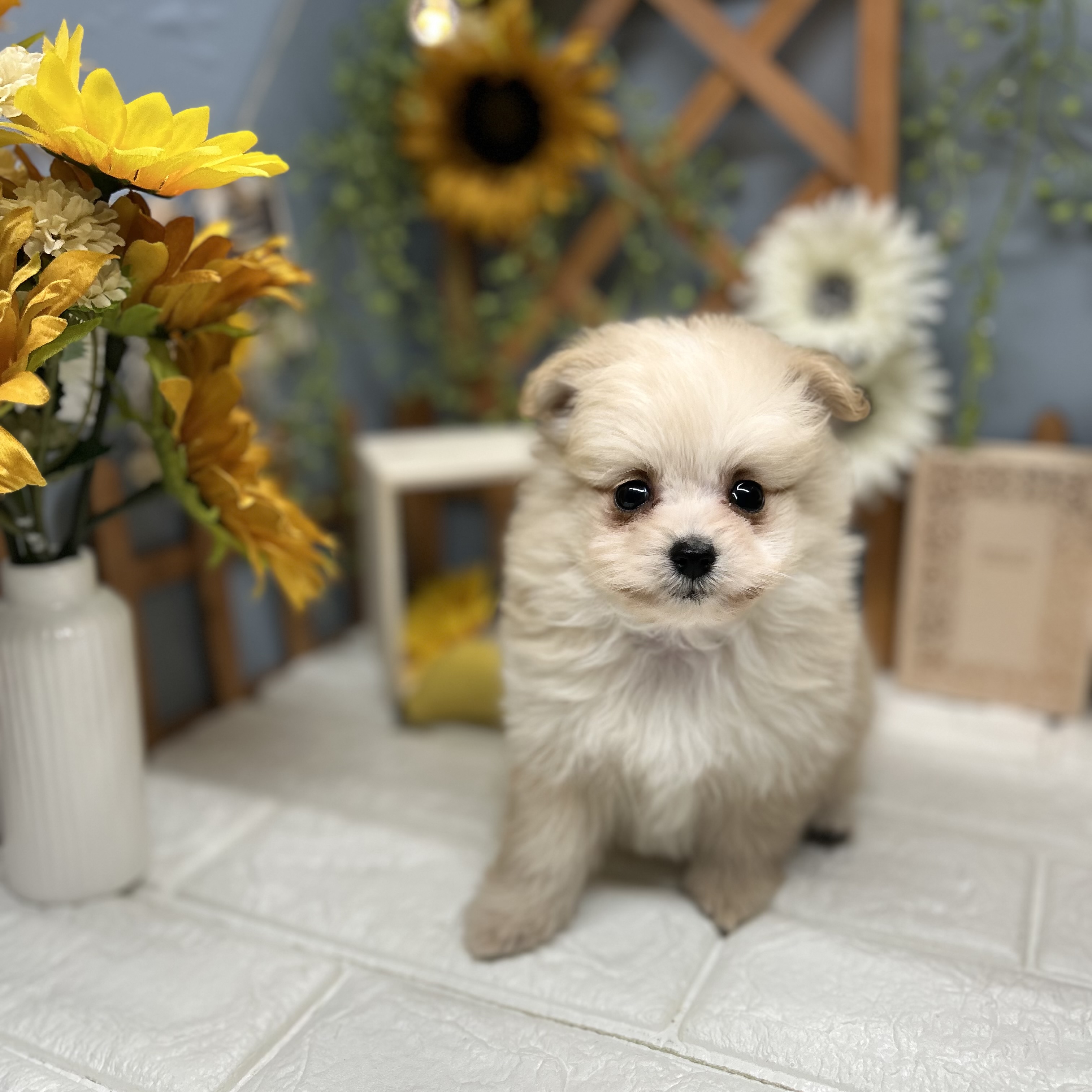 千葉県のポメプー(ポメラニアン×プードル) (犬の家＆猫の里ワンズモール稲毛店/2025年8月26日生まれ/女の子/クリーム)の子犬の1枚目の画像