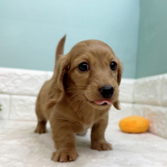 静岡県のミニチュアダックスフンド(ロング) (犬の家＆猫の里マークイズ静岡店/2025年8月26日生まれ/女の子/ゴールド)の子犬の3枚目の画像