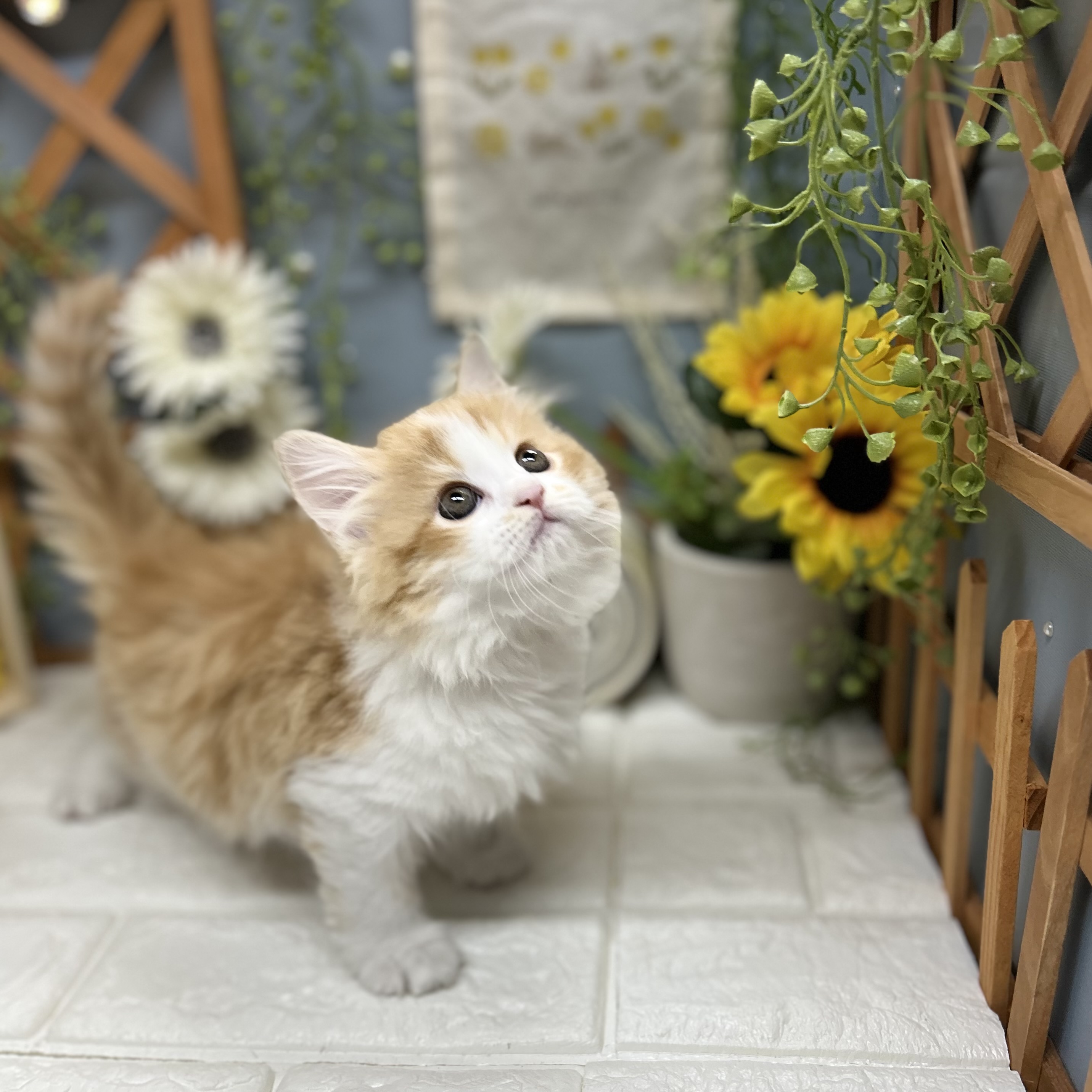 千葉県のサイベリアン (犬の家&猫の里ワンズモール稲毛店/2025年8月23日生まれ/女の子/レッドタビーホワイト)の子猫の3枚目の画像