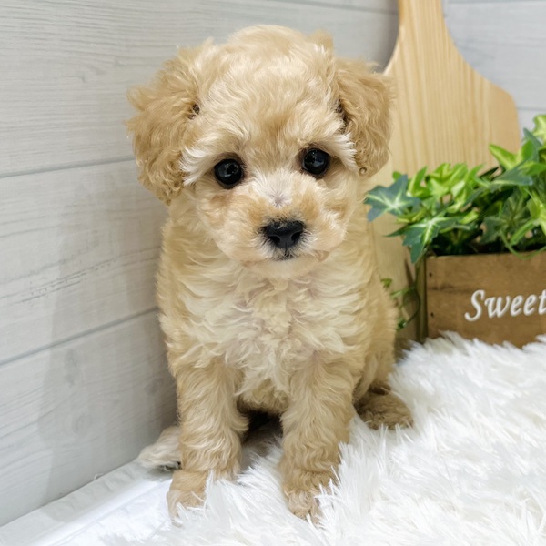 愛知県のトイプードル(タイニー) (犬の家＆猫の里豊田店/2025年8月26日生まれ/女の子/アプリコット)の子犬の3枚目の画像