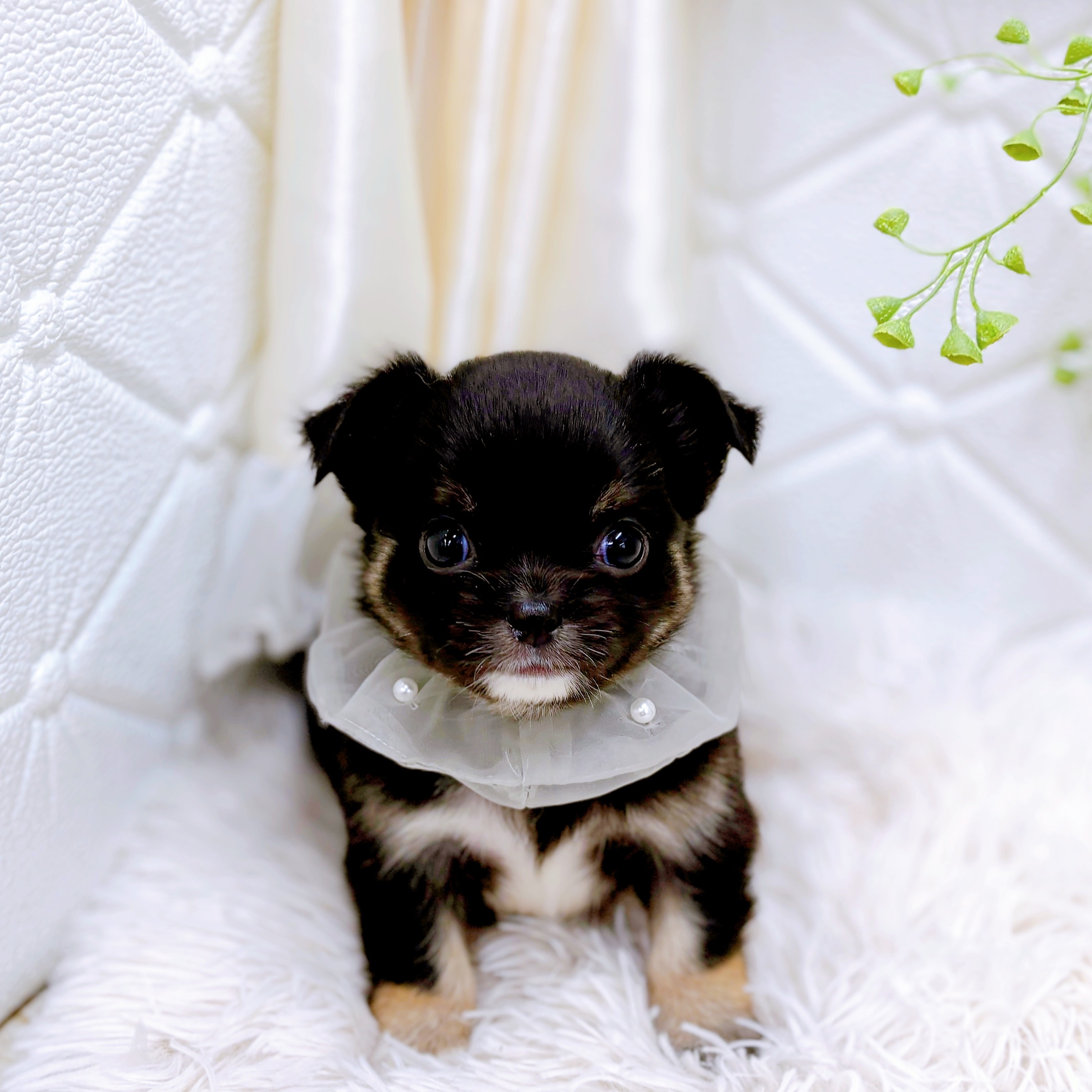 福井県のチワペキ/ペキチー/ペキチワ(チワワ×ペキニーズ) (犬の家＆猫の里アミーゴ福井店/2025年8月26日生まれ/男の子/ブラックタンホワイト)の子犬の3枚目の画像