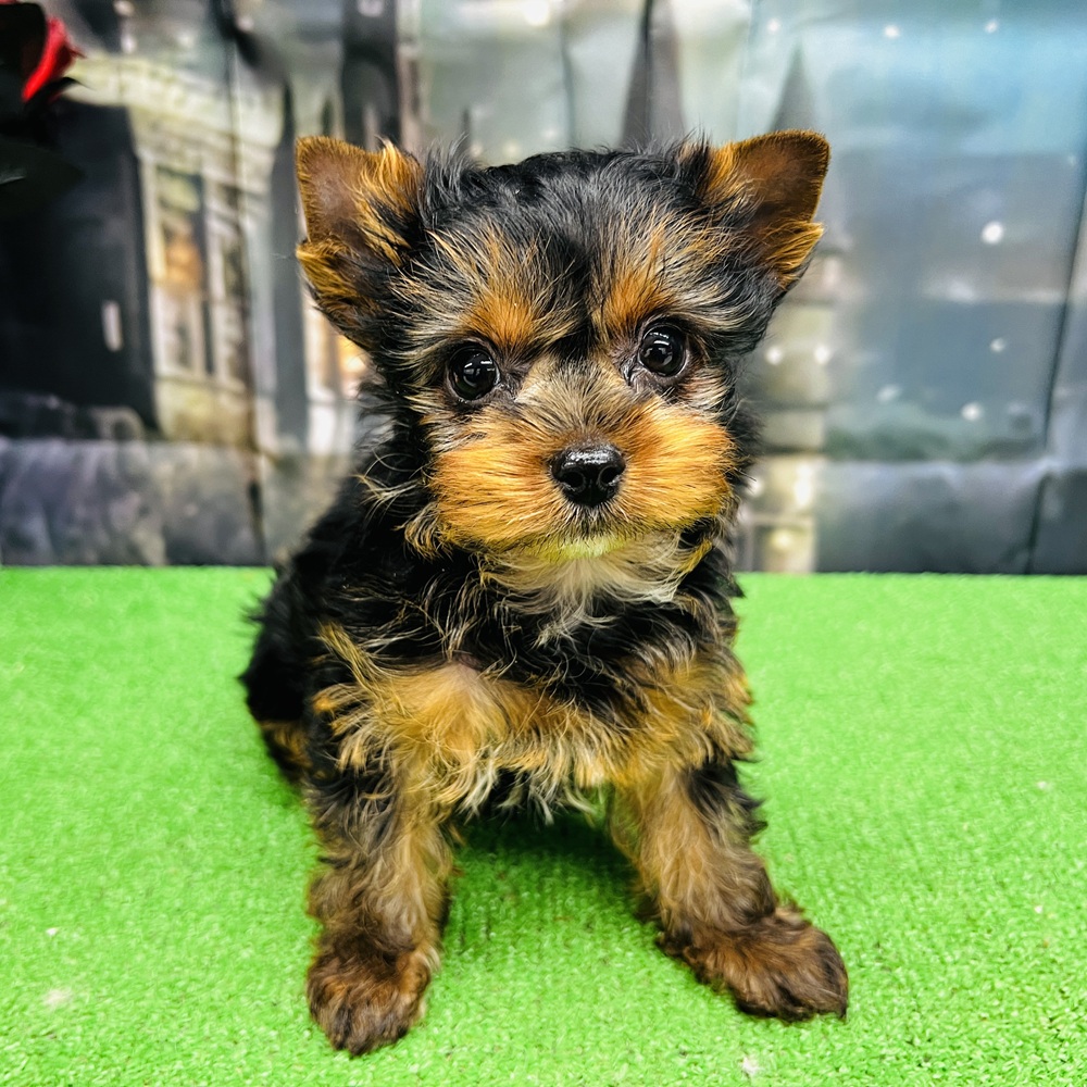 愛知県のヨークシャーテリア (犬の家＆猫の里名古屋天白店/2025年8月19日生まれ/女の子/スチールブルータン)の子犬の1枚目の画像