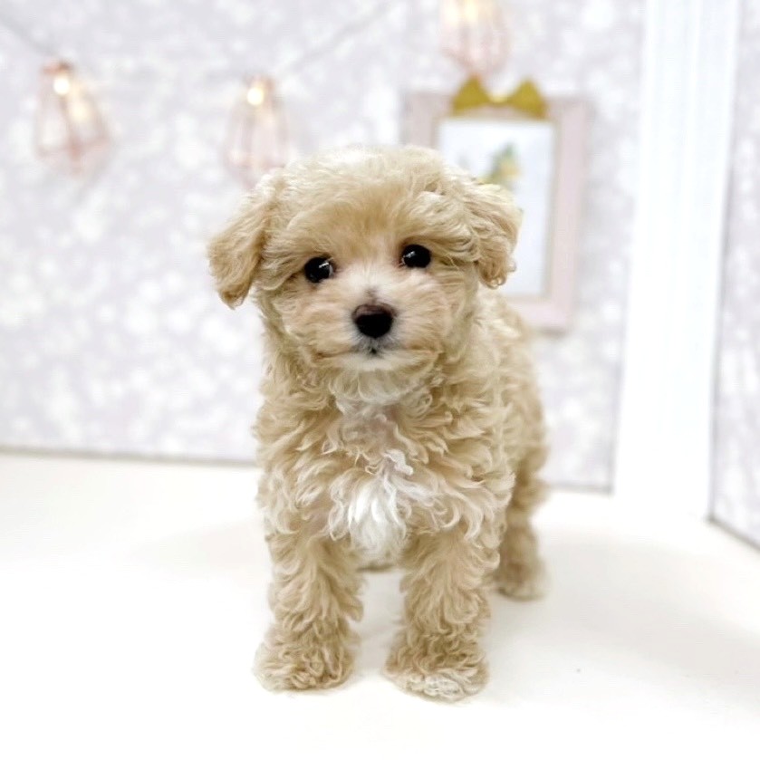 富山県のマルプー(マルチーズ×プードル) (犬の家&猫の里アミーゴ高岡蓮花寺店/2025年8月22日生まれ/女の子/アプリコット)の子犬の3枚目の画像