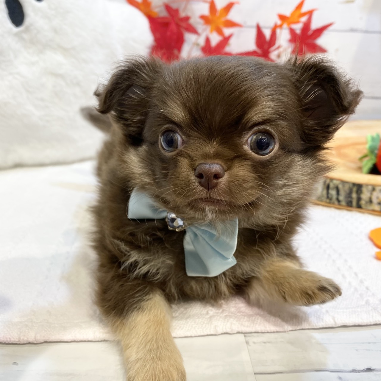 長野県のチワワ(ロング) (犬の家＆猫の里カインズ梓川店/2025年8月26日生まれ/男の子/チョコレートタン)の子犬の3枚目の画像
