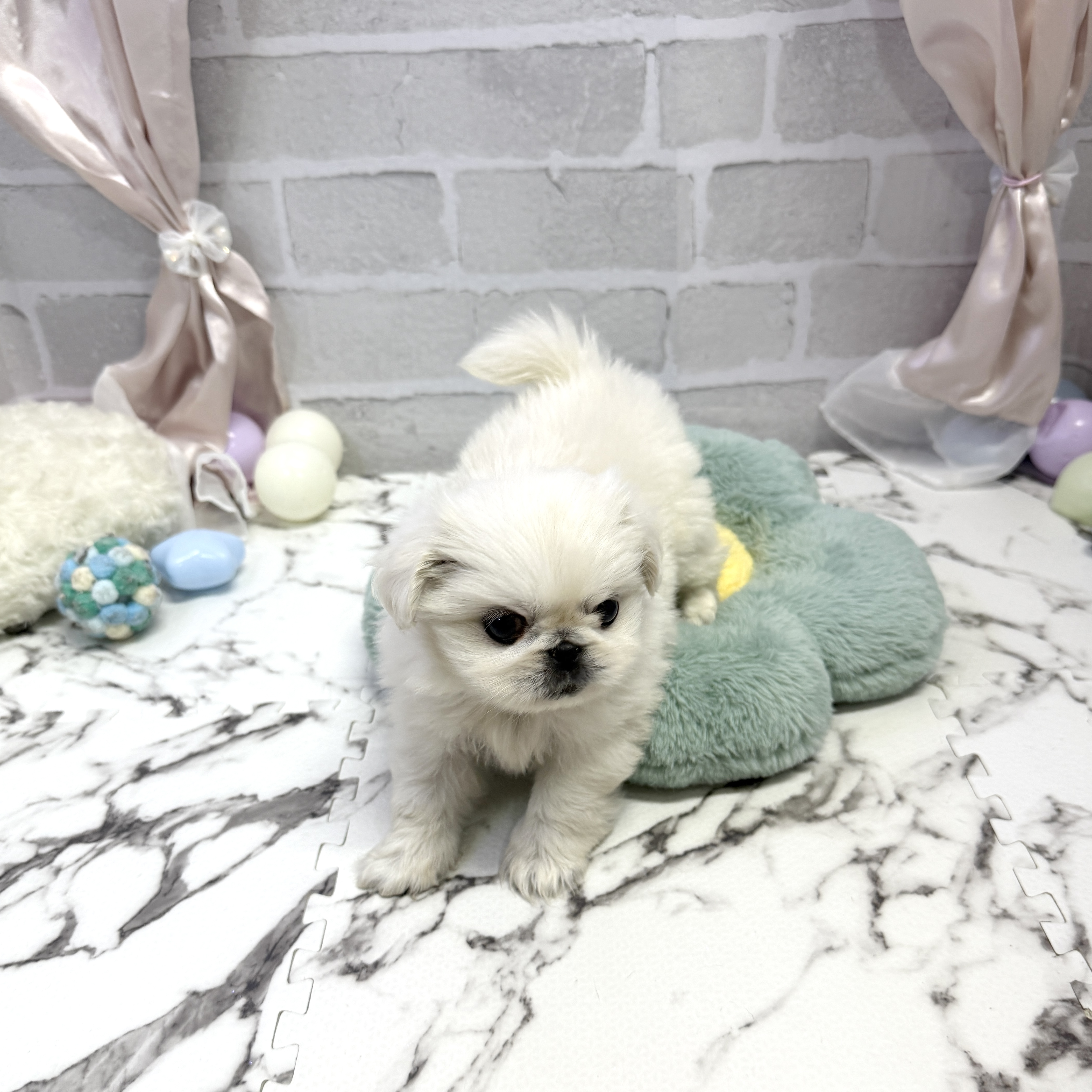 愛知県のペキニーズ (犬の家＆猫の里岡崎店/2025年8月24日生まれ/女の子/ホワイト)の子犬の3枚目の画像