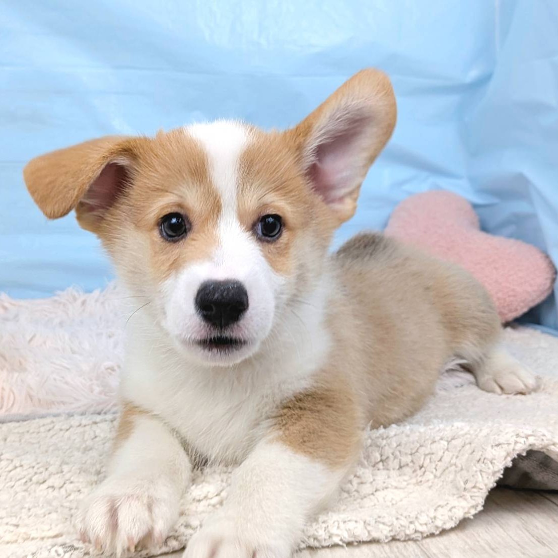 兵庫県のウェルシュコーギーペンブローク (犬の家＆猫の里川西店/2025年8月26日生まれ/男の子/セーブルホワイト)の子犬の3枚目の画像