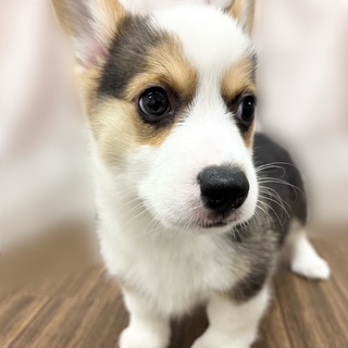 兵庫県のウェルシュコーギーペンブローク (犬の家＆猫の里カナート西神戸店/2025年8月26日生まれ/男の子/ブラックタンホワイト)の子犬の3枚目の画像