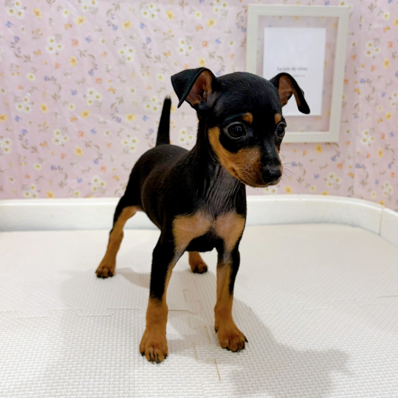 石川県のミニチュアピンシャー (犬の家&猫の里金沢店/2025年8月25日生まれ/男の子/ブラックタン)の子犬の3枚目の画像