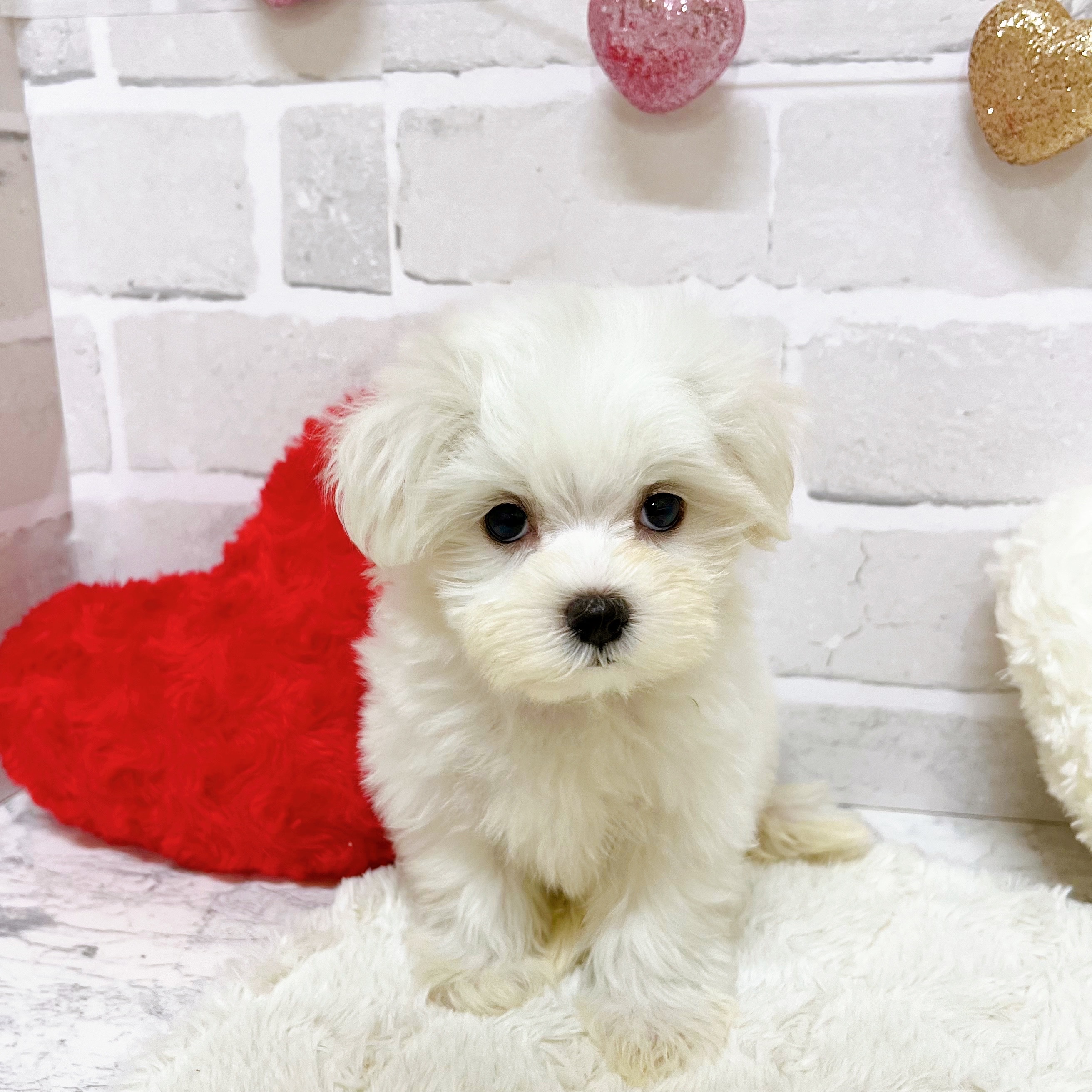 京都府のマルチーズ (犬の家＆猫の里京都精華店/2025年8月26日生まれ/女の子/ホワイト)の子犬の3枚目の画像