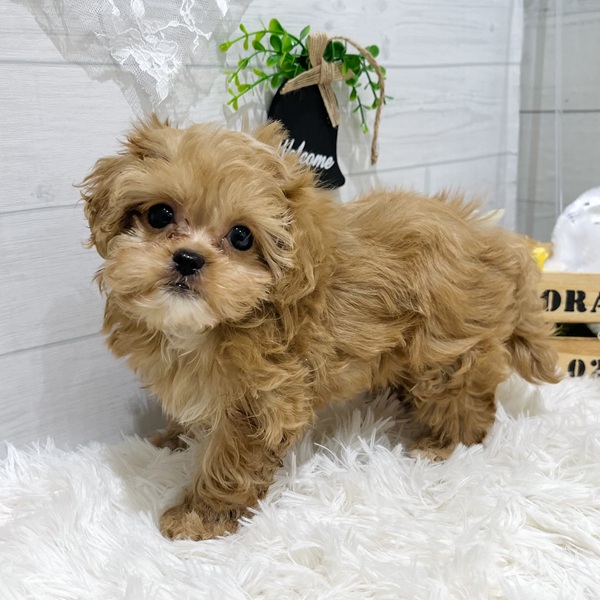 愛知県のペキプー(ペキニーズ×プードル) (犬の家＆猫の里豊田店/2025年8月17日生まれ/女の子/アプリコットホワイト)の子犬の3枚目の画像