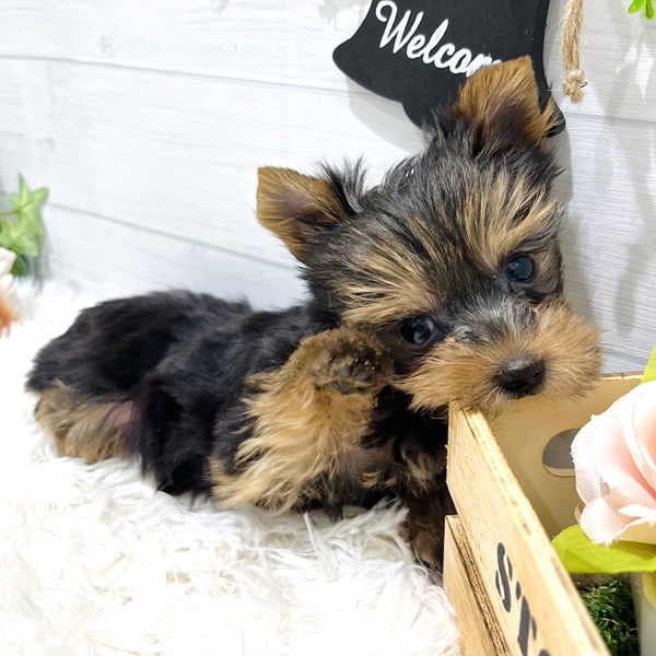 愛知県のヨークシャーテリア (犬の家＆猫の里豊田店/2025年8月27日生まれ/女の子/スチールブルータン)の子犬の3枚目の画像
