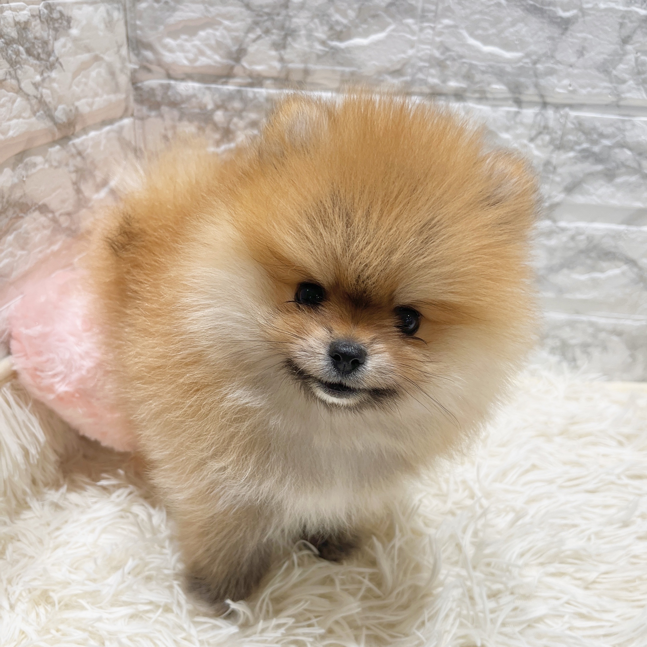 愛知県のポメラニアン (犬の家＆猫の里MiO香久山店/2025年8月25日生まれ/女の子/オレンジ)の子犬の3枚目の画像