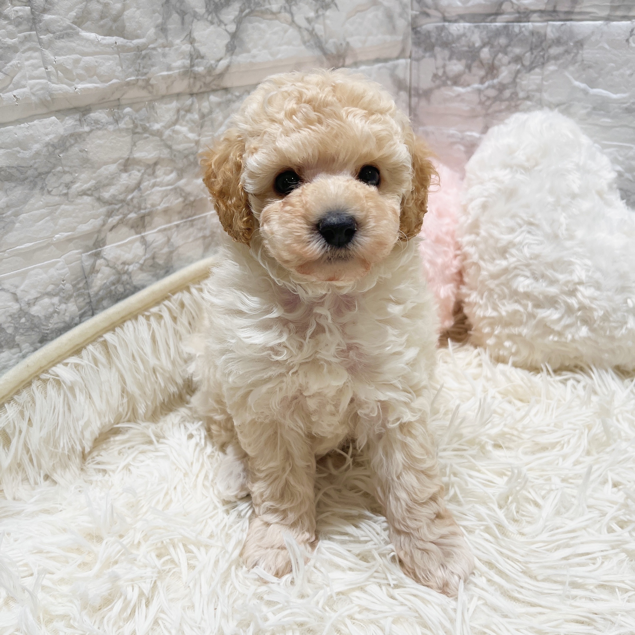 愛知県のトイプードル(トイ) (犬の家＆猫の里MiO香久山店/2025年8月27日生まれ/男の子/クリーム)の子犬の1枚目の画像