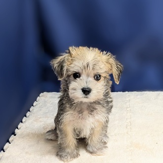 【イヌ】 MIX（マルチーズ×チワワ） | さいたま市の有限会社ぽちプラザ