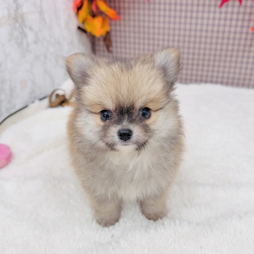 愛知県のポメチワ/チワポメ/ポメチー(ポメラニアン×チワワ) (犬の家&猫の里エアポートウォーク店/2025年8月19日生まれ/男の子/フォーン)の子犬の3枚目の画像