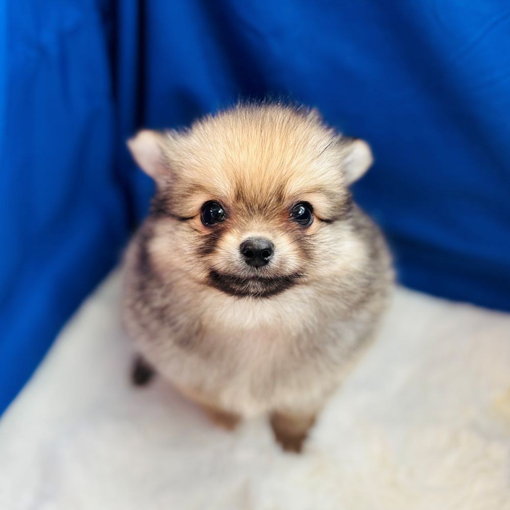 愛知県のポメチワ/チワポメ/ポメチー(ポメラニアン×チワワ) (犬の家＆猫の里愛知刈谷店/2025年8月19日生まれ/男の子/フォーン)の子犬の3枚目の画像