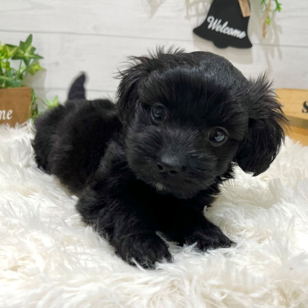 愛知県のダップー(ダックス×プードル) (犬の家&猫の里豊田店/2025年8月26日生まれ/男の子/ブラックホワイト)の子犬の3枚目の画像