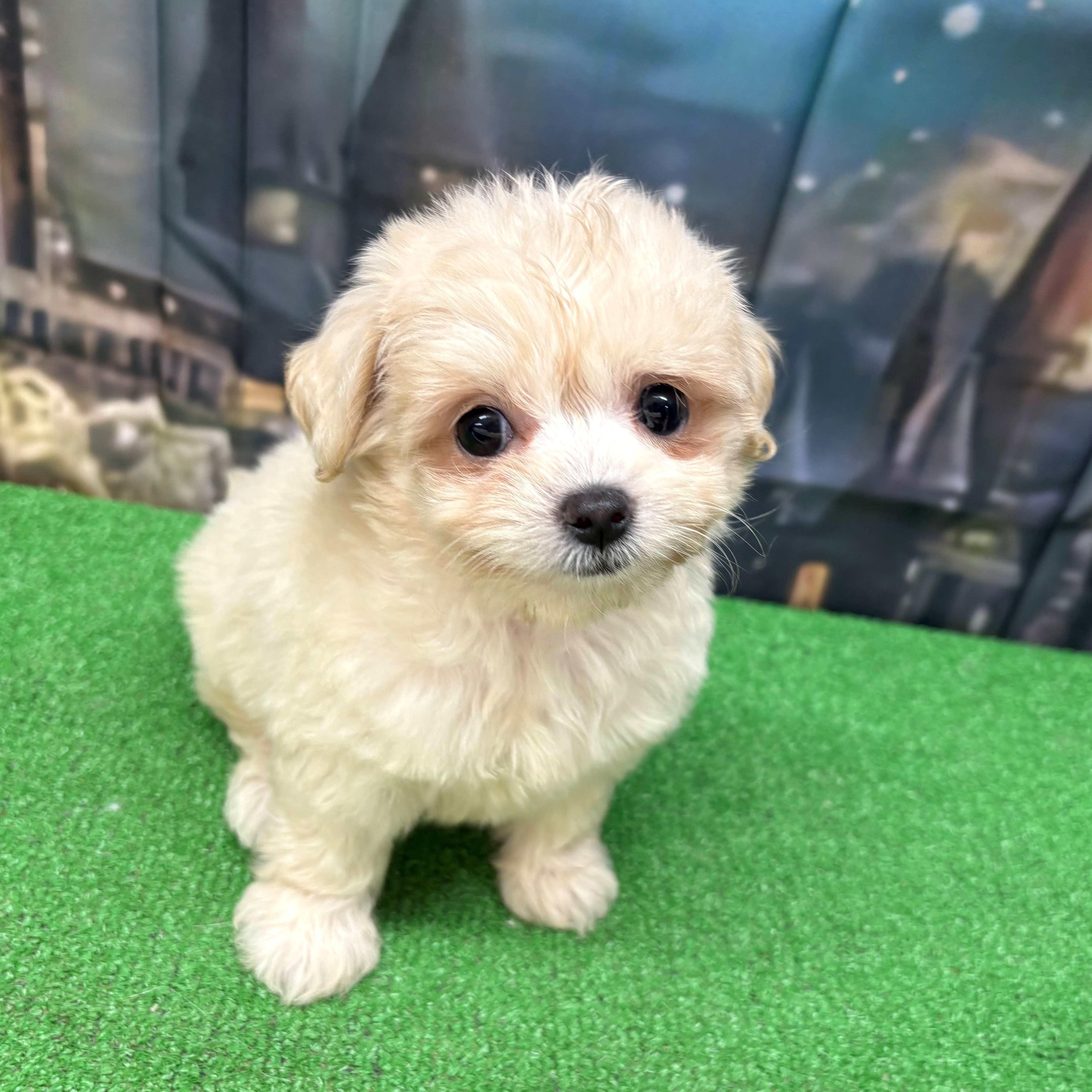 愛知県のチワプー/プーチー(チワワ×プードル) (犬の家＆猫の里名古屋天白店/2025年8月27日生まれ/女の子/クリーム)の子犬の3枚目の画像