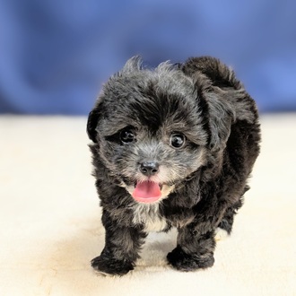 愛知県のチワプー/プーチー(チワワ×プードル) (犬の家＆猫の里一宮店/2025年8月27日生まれ/男の子/シルバー)の子犬の3枚目の画像