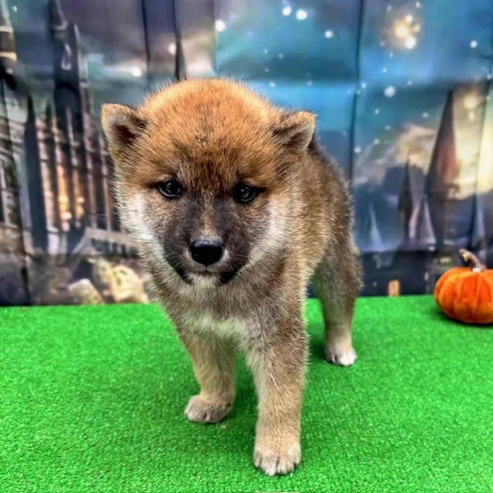 愛知県の柴犬(標準サイズ) (犬の家＆猫の里名古屋天白店/2025年8月25日生まれ/男の子/赤)の子犬の3枚目の画像
