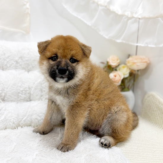 岐阜県の柴犬(標準サイズ) (犬の家＆猫の里カラフルタウン岐阜店/2025年8月25日生まれ/男の子/赤)の子犬の1枚目の画像