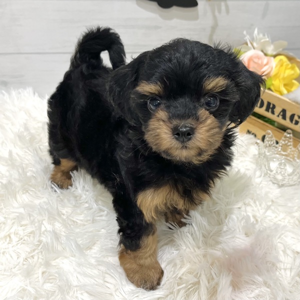 愛知県のチワプー/プーチー(チワワ×プードル) (犬の家＆猫の里豊田店/2025年8月27日生まれ/女の子/ブラックタン)の子犬の3枚目の画像