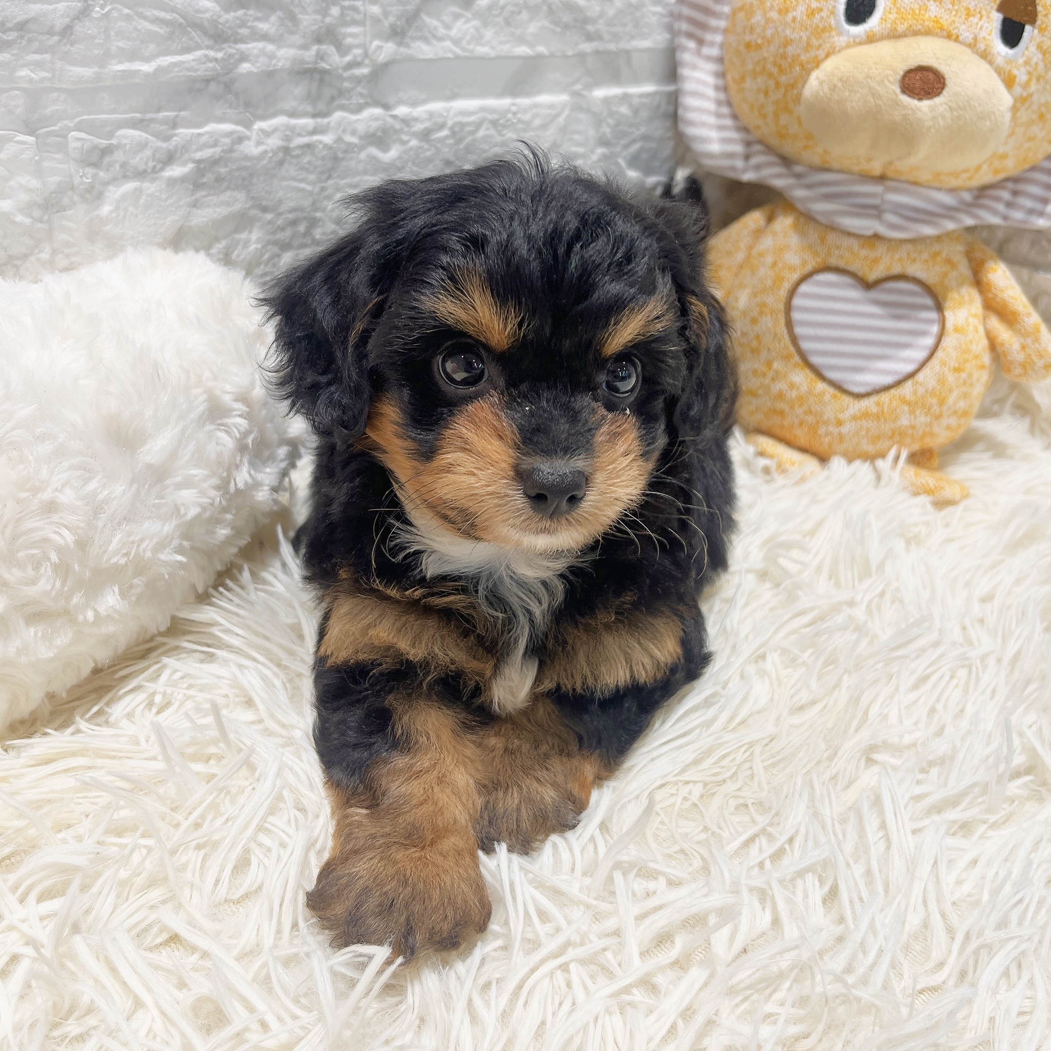 愛知県のチワプー/プーチー(チワワ×プードル) (犬の家&猫の里MiO香久山店/2025年8月27日生まれ/女の子/ブラックタン)の子犬の3枚目の画像