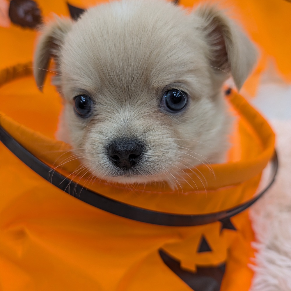 愛知県のチワワ(ロング) (犬の家&猫の里MEGAドン・キホーテ東海名和店/2025年8月27日生まれ/男の子/クリーム)の子犬の3枚目の画像