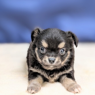 愛知県のチワワ(ロング) (犬の家＆猫の里一宮店/2025年8月27日生まれ/女の子/ブラックタン)の子犬の3枚目の画像