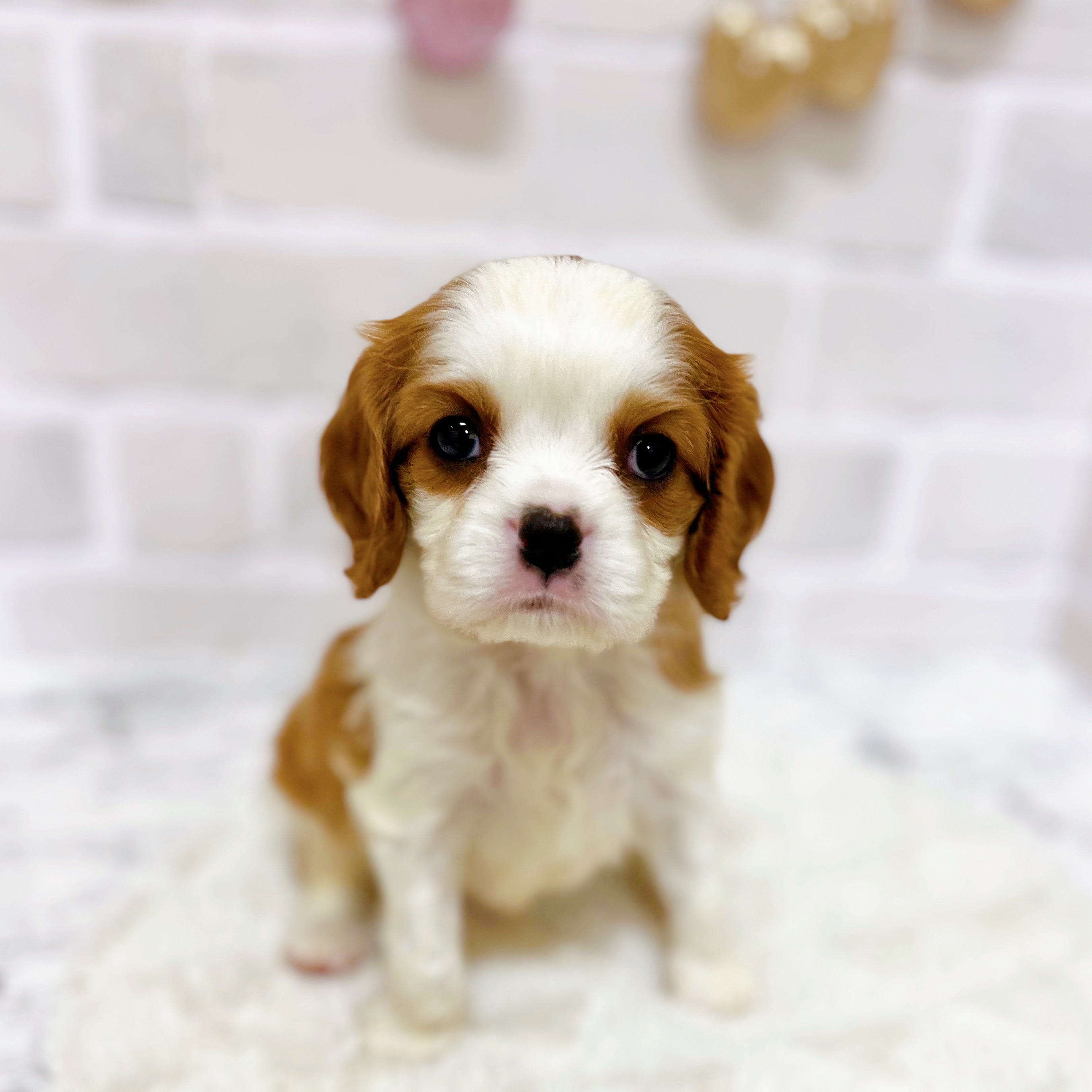 京都府のキャバリアキングチャールズスパニエル (犬の家＆猫の里京都精華店/2025年8月26日生まれ/男の子/ブレンハイム)の子犬の3枚目の画像